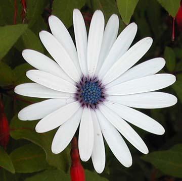 Osteospermum - 