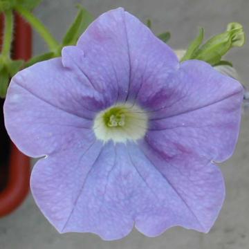P�tunia - 