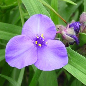 Tradescantia - 