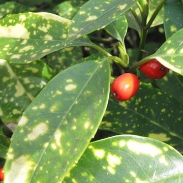 Aucuba japonica - 