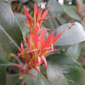 Jeune pousse de photinia - 