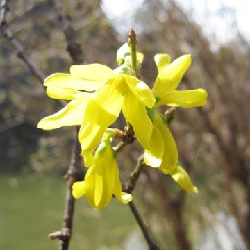 Forsythia - 