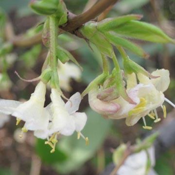 Lonicera fragrantissima - 
