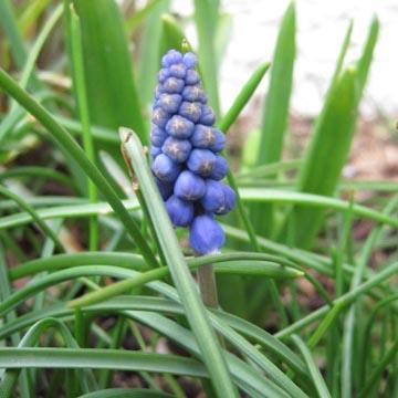 Muscari - 