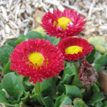 P�querette - 