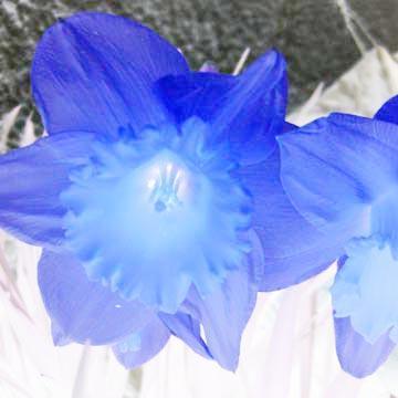 Narcisse bleue - 