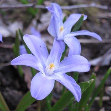 Chionodoxa - 