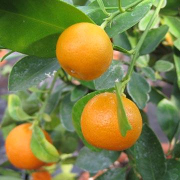 Calamondin - 