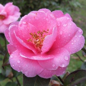 Camellia x williamsii - 