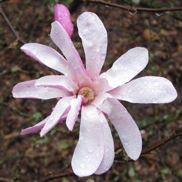 Magnolia loebneri - 