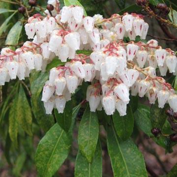 Pieris japonica - 