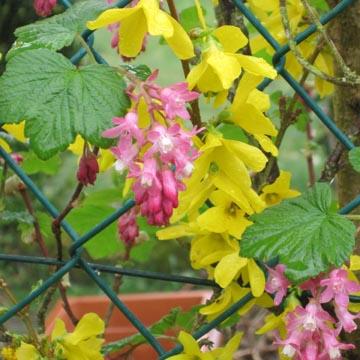 Forsythia et groseillier � fleurs - 