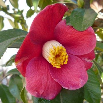 Fleur de cam�lia - 