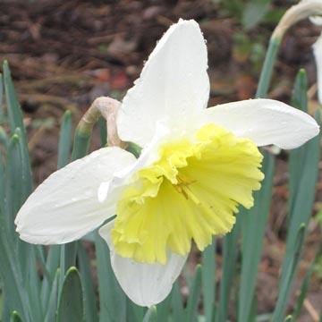 Narcisse - 
