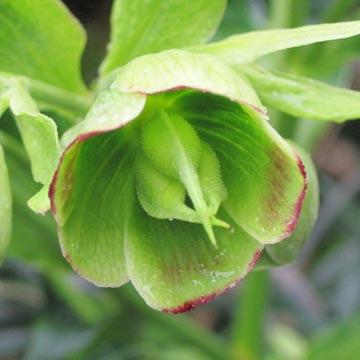 Hellebore foetidus - 