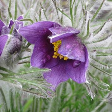 Pulsatille vulgaris - 