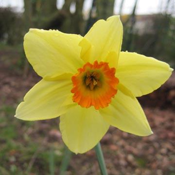Narcisse - 