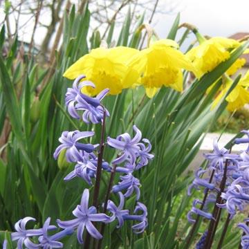 Narcisse et jacinthe - 