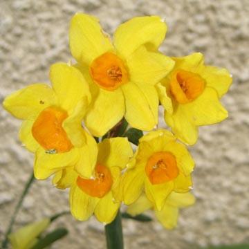 Narcisses - 