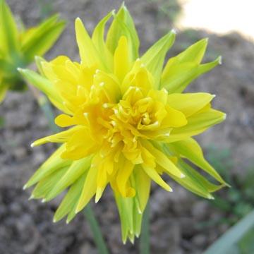 Narcisse 'Rip van Winkle' - 