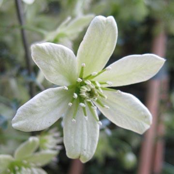 Cl�matite 'Pixie' - 