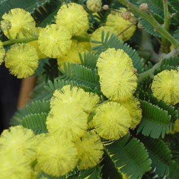 Fleur de mimosa - 