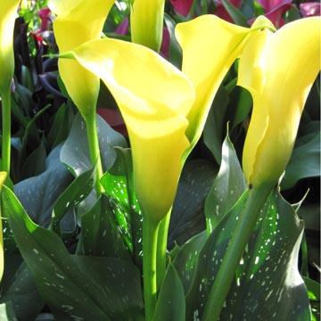 Arum jaune - 