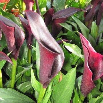 Arum noir - 