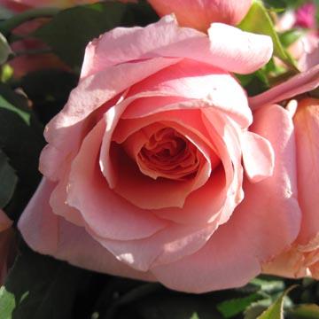 Rose - 