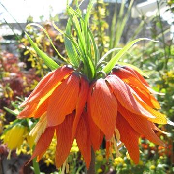 Fritillaire imp�riale orange - 