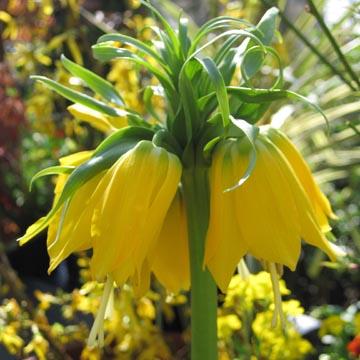 Fritillaire imp�riale jaune - 