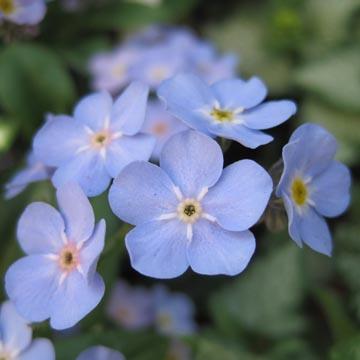 Myosotis - 