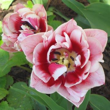 Tulipe - 