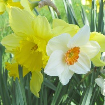 Duo de narcisses - 