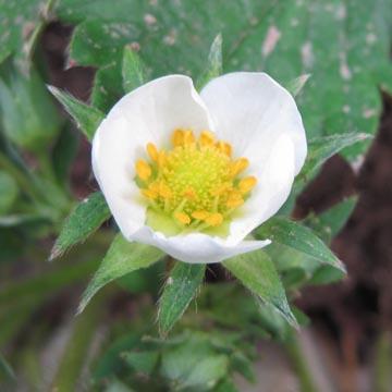Fleur de fraisier - 