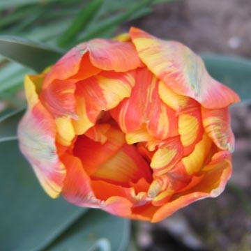 Tulipe orange - 