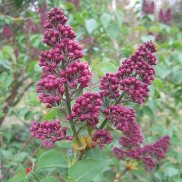 Lilas - 