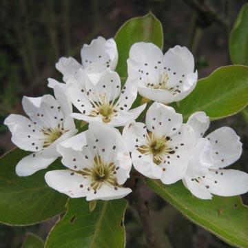 Fleurs de poirier - 
