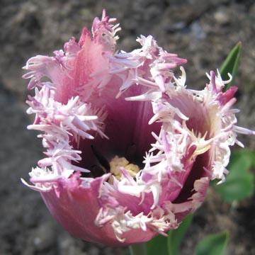 Tulipe Cummins - 
