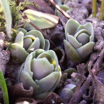 Naissance de sedum - 