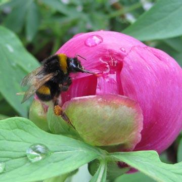 Bourdon sur une pivoine - 