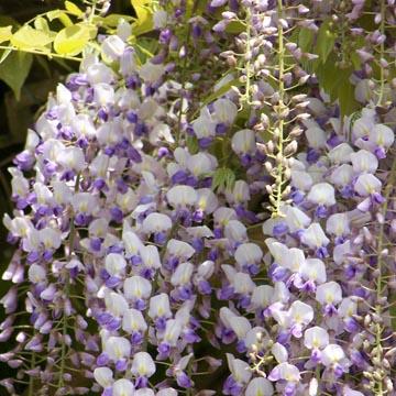 Glycine - 