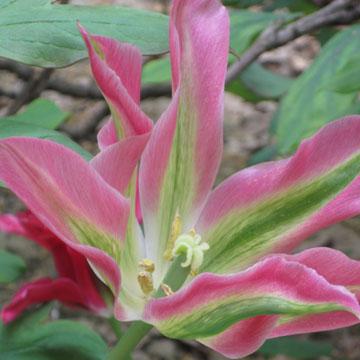 Tulipe viriflora - 