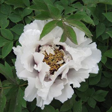 Pivoine arbustive blanche - 