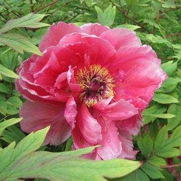 Pivoine arbustive rose - 