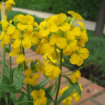Girofl�e jaune - 
