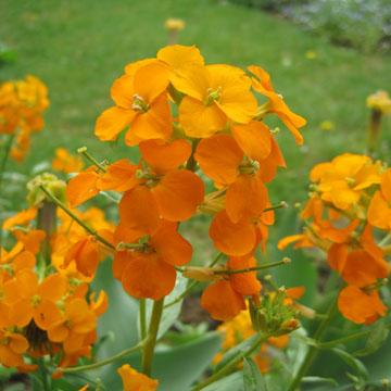 Girofl�e orange - 