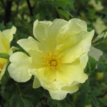 Rosier 'Nevada' - 