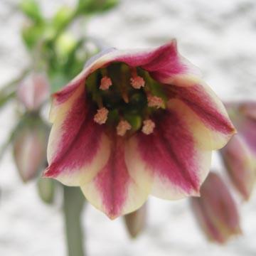 Nectaroscordum - 