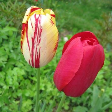 Duo de tulipes - 